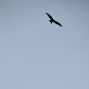 Milvus migrans at Leeton, NSW - 10 Oct 2021 10:14 AM