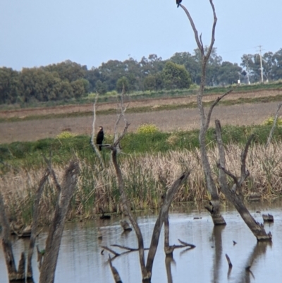 Phalacrocorax carbo (Great Cormorant) at Leeton, NSW - 9 Oct 2021 by Darcy