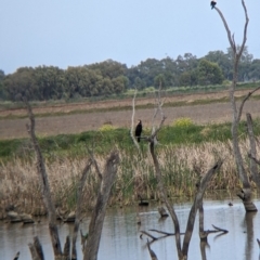Phalacrocorax carbo at Leeton, NSW - 10 Oct 2021 10:16 AM