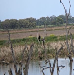 Phalacrocorax carbo at Leeton, NSW - 10 Oct 2021