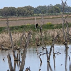 Cygnus atratus (Black Swan) at Leeton, NSW - 10 Oct 2021 by Darcy