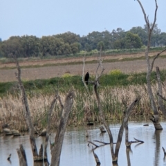 Cygnus atratus at Leeton, NSW - 10 Oct 2021