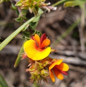 Pultenaea procumbens at Holt, ACT - 11 Oct 2021 10:33 AM