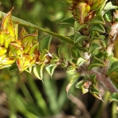 Pultenaea procumbens at Holt, ACT - 11 Oct 2021 10:33 AM