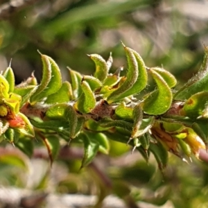 Pultenaea procumbens at Holt, ACT - 11 Oct 2021 10:33 AM