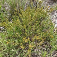 Pultenaea procumbens at Holt, ACT - 11 Oct 2021 10:33 AM