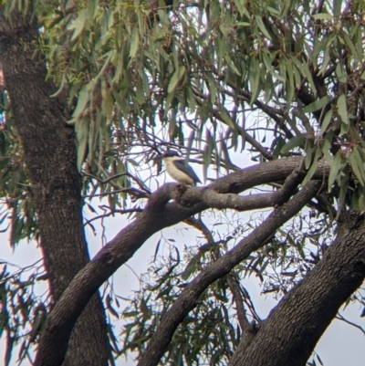 Todiramphus sanctus (Sacred Kingfisher) at Leeton, NSW - 9 Oct 2021 by Darcy