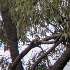 Todiramphus sanctus at Leeton, NSW - 10 Oct 2021 10:18 AM