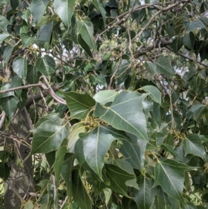 Brachychiton populneus at Leeton, NSW - 10 Oct 2021