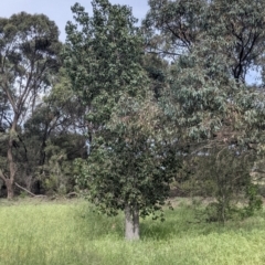 Brachychiton populneus at Leeton, NSW - 10 Oct 2021 10:20 AM