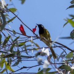 Nesoptilotis leucotis (White-eared Honeyeater) at Wingecarribee Local Government Area - 8 Oct 2021 by Aussiegall