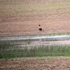 Tadorna tadornoides (Australian Shelduck) at Fargunyah, NSW - 11 Oct 2021 by Darcy