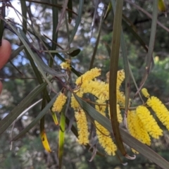 Acacia doratoxylon (Currawang) at Walbundrie, NSW - 11 Oct 2021 by Darcy