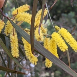 Acacia doratoxylon at Walbundrie, NSW - 11 Oct 2021