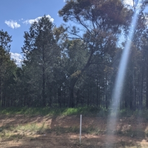 Acacia doratoxylon at Walbundrie, NSW - 11 Oct 2021