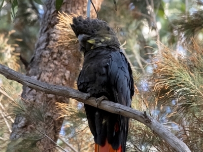 Calyptorhynchus lathami lathami (Glossy Black-Cockatoo) at Penrose, NSW - 8 Oct 2021 by Aussiegall