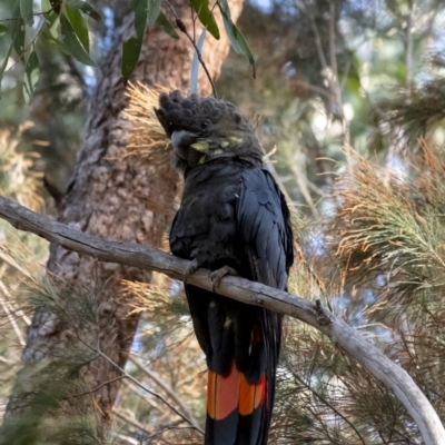 Calyptorhynchus lathami lathami (Glossy Black-Cockatoo) at Wingecarribee Local Government Area - 8 Oct 2021 by Aussiegall