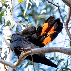 Calyptorhynchus lathami lathami at Penrose, NSW - suppressed