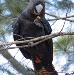 Calyptorhynchus lathami at Penrose, NSW - 8 Oct 2021