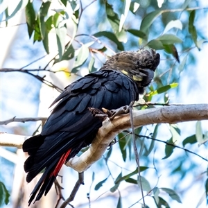 Calyptorhynchus lathami lathami at Penrose, NSW - 8 Oct 2021