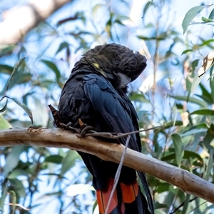 Calyptorhynchus lathami lathami at Penrose, NSW - suppressed