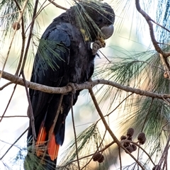 Calyptorhynchus lathami lathami at Penrose, NSW - 8 Oct 2021