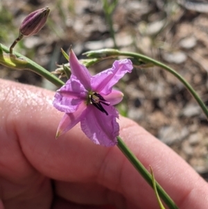 Arthropodium fimbriatum at Walbundrie, NSW - 11 Oct 2021