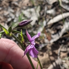 Arthropodium fimbriatum at Walbundrie, NSW - 11 Oct 2021 04:52 PM