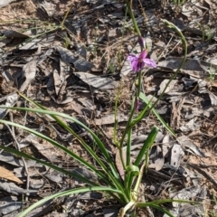 Arthropodium fimbriatum at Walbundrie, NSW - 11 Oct 2021 04:52 PM