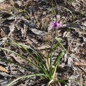 Arthropodium fimbriatum at Walbundrie, NSW - 11 Oct 2021