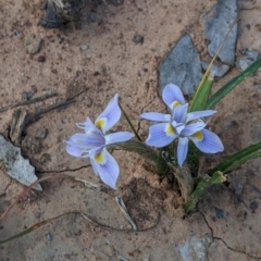Moraea setifolia (Thread Iris) at Walbundrie, NSW - 11 Oct 2021 by Darcy