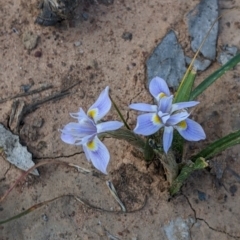 Moraea setifolia (Thread Iris) at Walbundrie, NSW - 11 Oct 2021 by Darcy