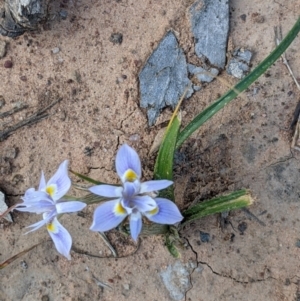 Moraea setifolia at Walbundrie, NSW - 11 Oct 2021