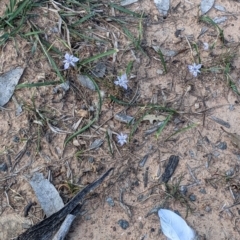 Moraea setifolia at Walbundrie, NSW - 11 Oct 2021