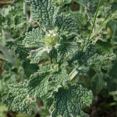 Marrubium vulgare (Horehound) at Walbundrie, NSW - 11 Oct 2021 by Darcy