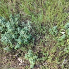 Marrubium vulgare at Walbundrie, NSW - 11 Oct 2021 05:00 PM