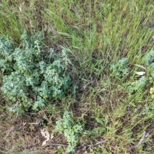 Marrubium vulgare at Walbundrie, NSW - 11 Oct 2021 05:00 PM