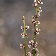 Amperea xiphoclada (Broom Spurge) at Wingecarribee Local Government Area - 8 Oct 2021 by Aussiegall