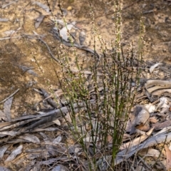Amperea xiphoclada at Penrose, NSW - 8 Oct 2021