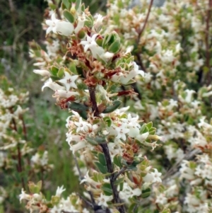 Brachyloma daphnoides at Molonglo Valley, ACT - 10 Oct 2021 11:51 AM