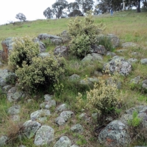 Brachyloma daphnoides at Molonglo Valley, ACT - 10 Oct 2021