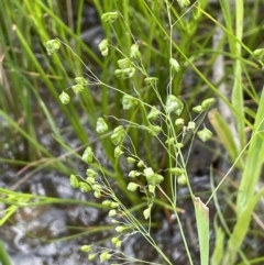 Briza minor (Shivery Grass) at Mount Ainslie - 11 Oct 2021 by JaneR