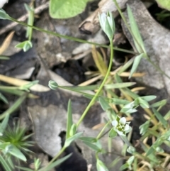 Moenchia erecta (Erect Chickweed) at Pialligo, ACT - 11 Oct 2021 by JaneR