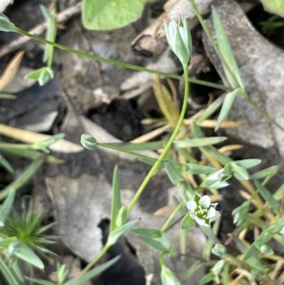 Moenchia erecta (Erect Chickweed) at Mount Ainslie - 11 Oct 2021 by JaneR