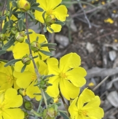 Hibbertia obtusifolia (Grey Guinea-flower) at Mount Ainslie - 11 Oct 2021 by JaneR