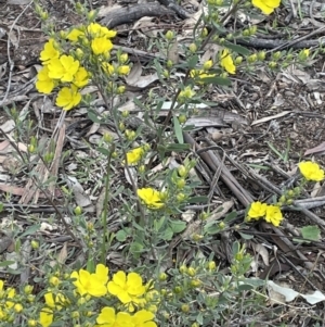 Hibbertia obtusifolia at Campbell, ACT - 11 Oct 2021