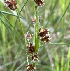 Luzula densiflora (Dense Wood-rush) at Mount Ainslie - 11 Oct 2021 by JaneR