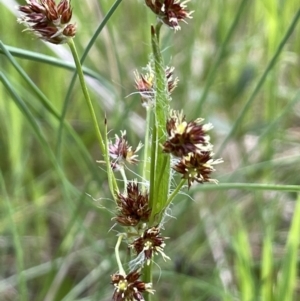 Luzula densiflora at Pialligo, ACT - 11 Oct 2021 05:24 PM