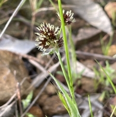 Luzula densiflora at Pialligo, ACT - 11 Oct 2021 05:24 PM