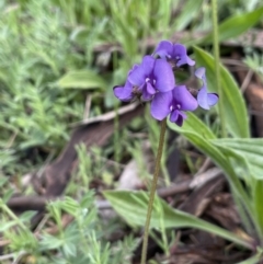 Swainsona behriana (Behr's Swainson-Pea) at Namadgi National Park - 2 Oct 2021 by JaneR